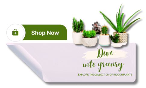 Indoor Plants